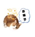 はるお祭り（個別スタンプ：31）