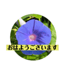お花の贈り物（日常挨拶・敬語）（個別スタンプ：1）