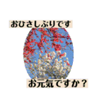 お花の贈り物（日常挨拶・敬語）（個別スタンプ：5）