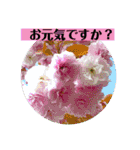 お花の贈り物（日常挨拶・敬語）（個別スタンプ：6）