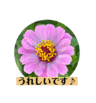 お花の贈り物（日常挨拶・敬語）（個別スタンプ：7）