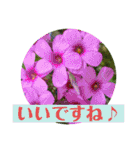 お花の贈り物（日常挨拶・敬語）（個別スタンプ：9）