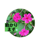 お花の贈り物（日常挨拶・敬語）（個別スタンプ：13）