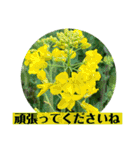 お花の贈り物（日常挨拶・敬語）（個別スタンプ：14）