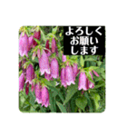 お花の贈り物（日常挨拶・敬語）（個別スタンプ：16）