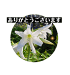 お花の贈り物（日常挨拶・敬語）（個別スタンプ：17）
