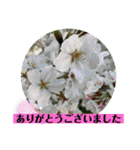 お花の贈り物（日常挨拶・敬語）（個別スタンプ：18）