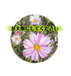 お花の贈り物（日常挨拶・敬語）（個別スタンプ：22）