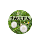 お花の贈り物（日常挨拶・敬語）（個別スタンプ：26）