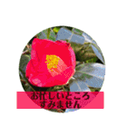 お花の贈り物（日常挨拶・敬語）（個別スタンプ：27）