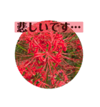お花の贈り物（日常挨拶・敬語）（個別スタンプ：29）