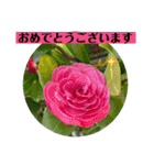 お花の贈り物（日常挨拶・敬語）（個別スタンプ：33）
