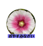 お花の贈り物（日常挨拶・敬語）（個別スタンプ：36）