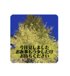 お花の贈り物（日常挨拶・敬語）（個別スタンプ：39）