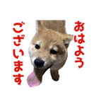 柴犬風太（個別スタンプ：1）