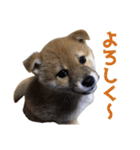 柴犬風太（個別スタンプ：2）
