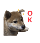 柴犬風太（個別スタンプ：3）