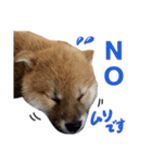 柴犬風太（個別スタンプ：4）