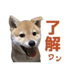 柴犬風太（個別スタンプ：5）
