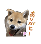 柴犬風太（個別スタンプ：6）