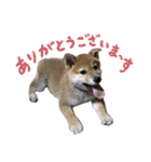 柴犬風太（個別スタンプ：7）