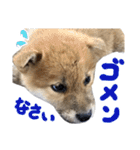 柴犬風太（個別スタンプ：8）