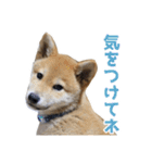 柴犬風太（個別スタンプ：10）