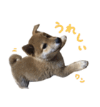柴犬風太（個別スタンプ：11）