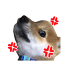 柴犬風太（個別スタンプ：12）