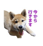 柴犬風太（個別スタンプ：13）