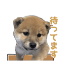 柴犬風太（個別スタンプ：14）