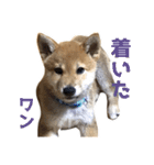 柴犬風太（個別スタンプ：15）