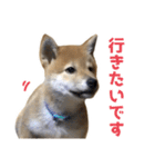 柴犬風太（個別スタンプ：16）