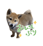 柴犬風太（個別スタンプ：17）