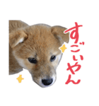柴犬風太（個別スタンプ：18）