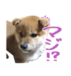 柴犬風太（個別スタンプ：19）