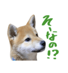柴犬風太（個別スタンプ：20）