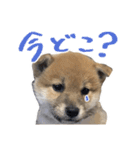 柴犬風太（個別スタンプ：21）