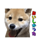 柴犬風太（個別スタンプ：23）