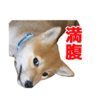 柴犬風太（個別スタンプ：24）