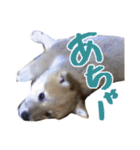 柴犬風太（個別スタンプ：25）