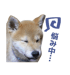柴犬風太（個別スタンプ：26）