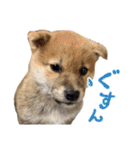 柴犬風太（個別スタンプ：27）