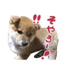 柴犬風太（個別スタンプ：28）