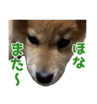 柴犬風太（個別スタンプ：29）