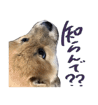 柴犬風太（個別スタンプ：30）