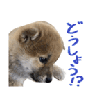 柴犬風太（個別スタンプ：31）