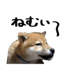 柴犬風太（個別スタンプ：32）