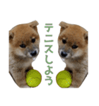 柴犬風太（個別スタンプ：33）