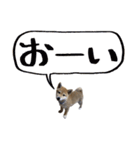 柴犬風太（個別スタンプ：34）